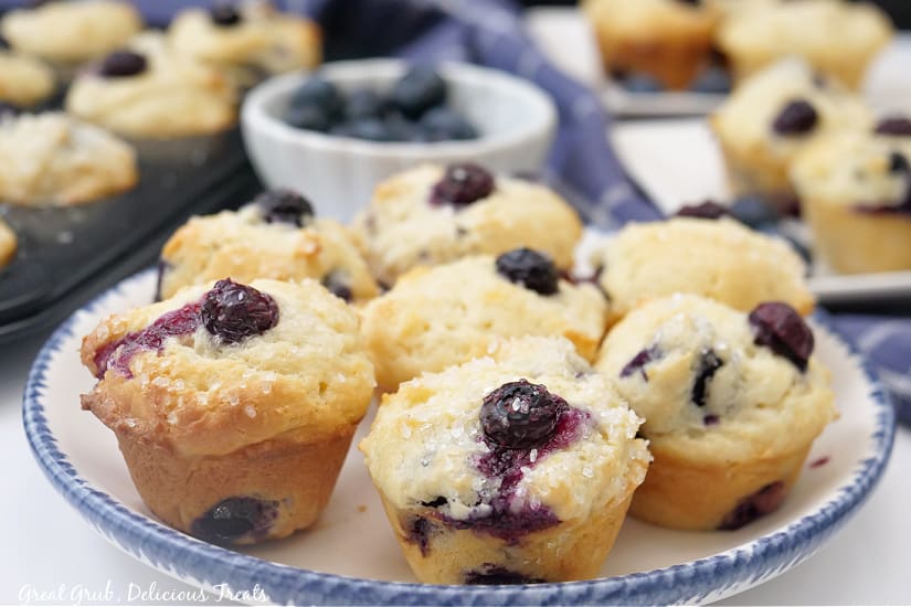 A white plate with blue trim with seven mini blueberry muffins on it with more in the background.